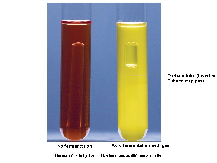 Durham tube (inverted Tube to trap gas) No fermentation Acid fermentation with gas The
