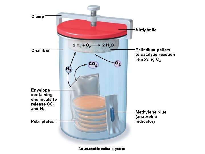 Clamp Airtight lid Palladium pellets to catalyze reaction removing O 2 Chamber Envelope containing