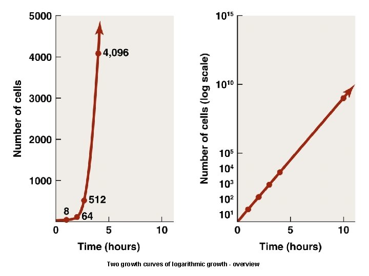 Two growth curves of logarithmic growth - overview 