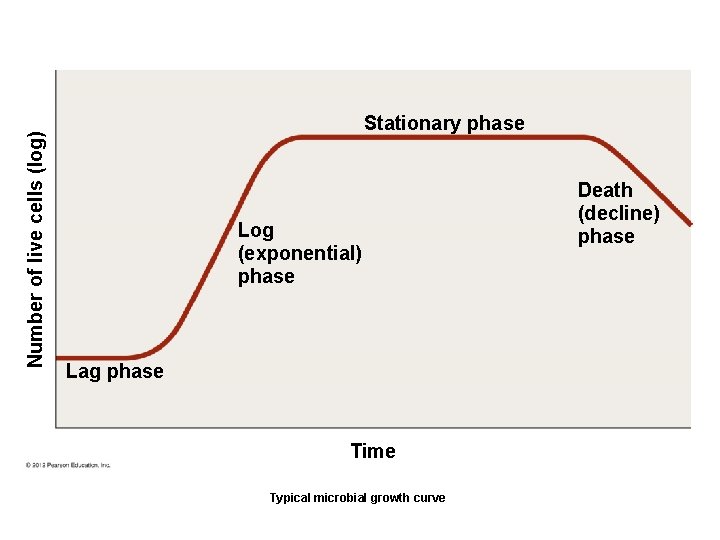 Number of live cells (log) Stationary phase Log (exponential) phase Lag phase Time Typical