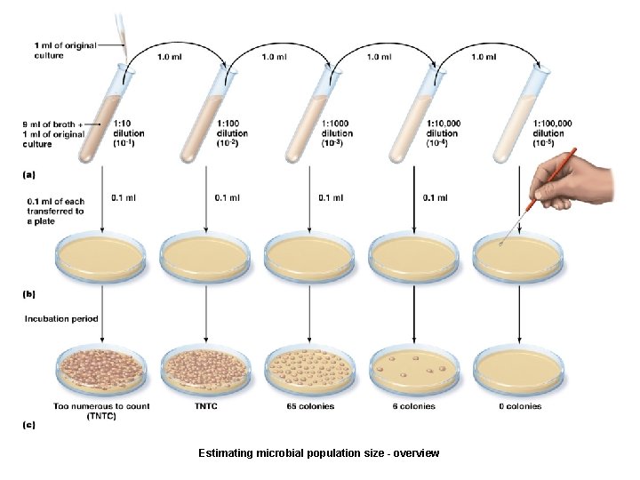 Estimating microbial population size - overview 