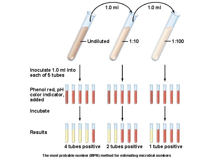 1. 0 ml Undiluted 1. 0 ml 1: 100 Inoculate 1. 0 ml into