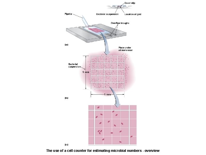 The use of a cell counter for estimating microbial numbers - overview 