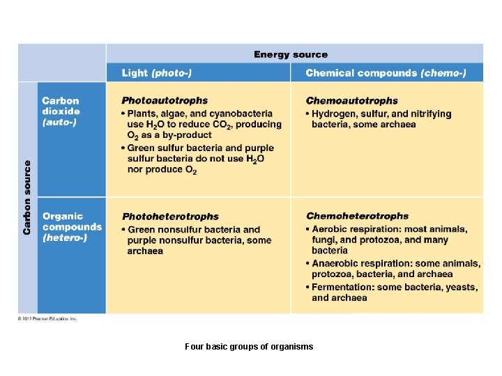 Four basic groups of organisms 