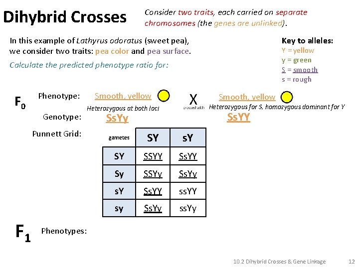 Dihybrid Crosses Consider two traits, each carried on separate chromosomes (the genes are unlinked).