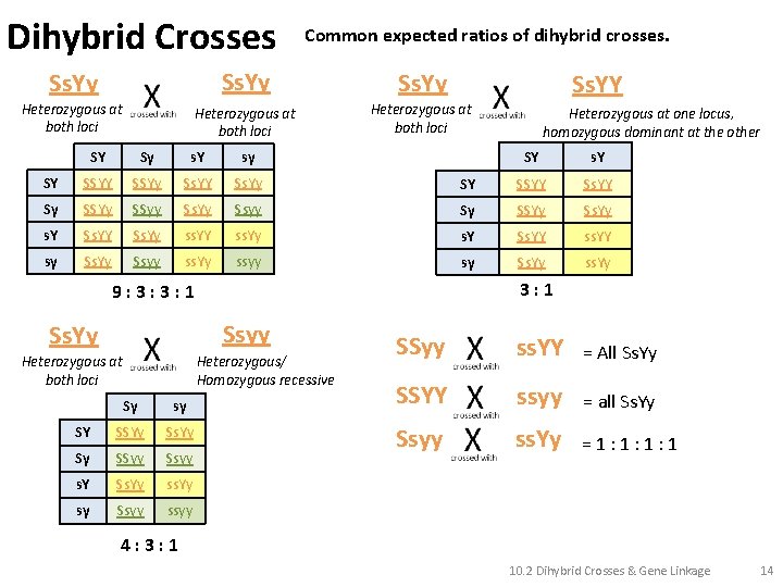 Dihybrid Crosses Common expected ratios of dihybrid crosses. Ss. Yy Heterozygous at both loci