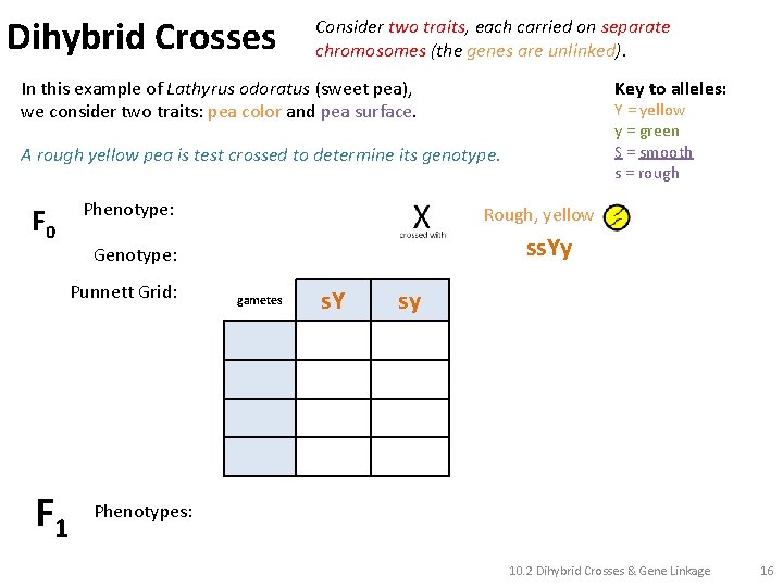 Dihybrid Crosses Consider two traits, each carried on separate chromosomes (the genes are unlinked).