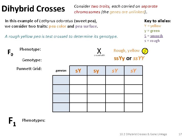 Dihybrid Crosses Consider two traits, each carried on separate chromosomes (the genes are unlinked).