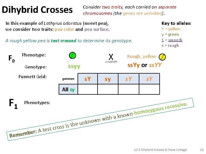 Dihybrid Crosses Consider two traits, each carried on separate chromosomes (the genes are unlinked).