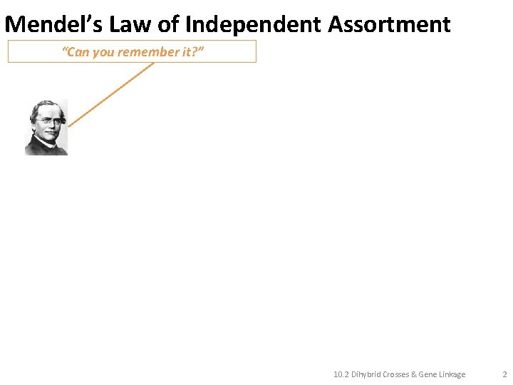 Mendel’s Law of Independent Assortment “Can you remember it? ” 10. 2 Dihybrid Crosses