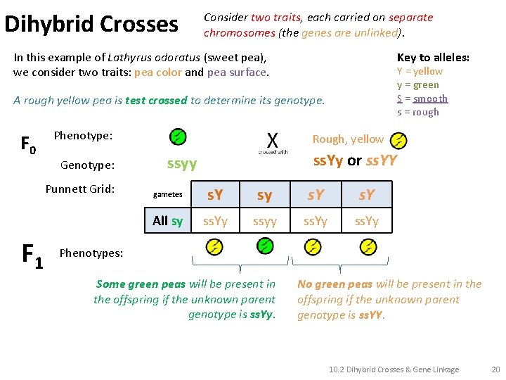 Dihybrid Crosses Consider two traits, each carried on separate chromosomes (the genes are unlinked).