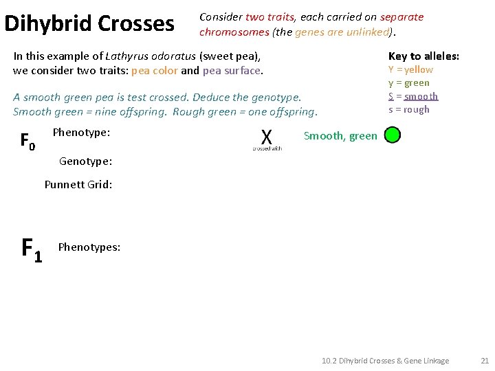 Dihybrid Crosses Consider two traits, each carried on separate chromosomes (the genes are unlinked).