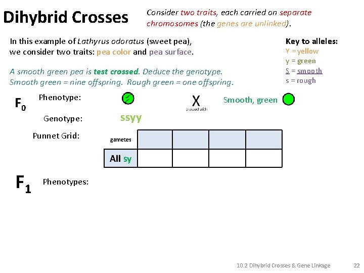 Dihybrid Crosses Consider two traits, each carried on separate chromosomes (the genes are unlinked).