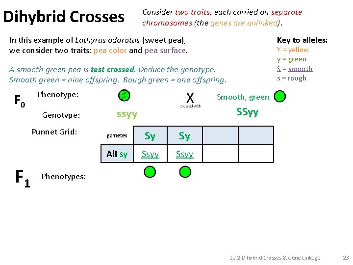 Dihybrid Crosses Consider two traits, each carried on separate chromosomes (the genes are unlinked).