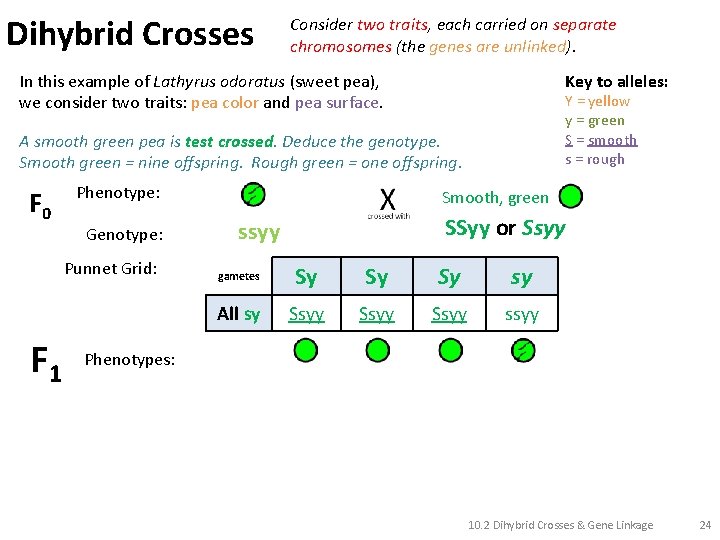 Dihybrid Crosses Consider two traits, each carried on separate chromosomes (the genes are unlinked).