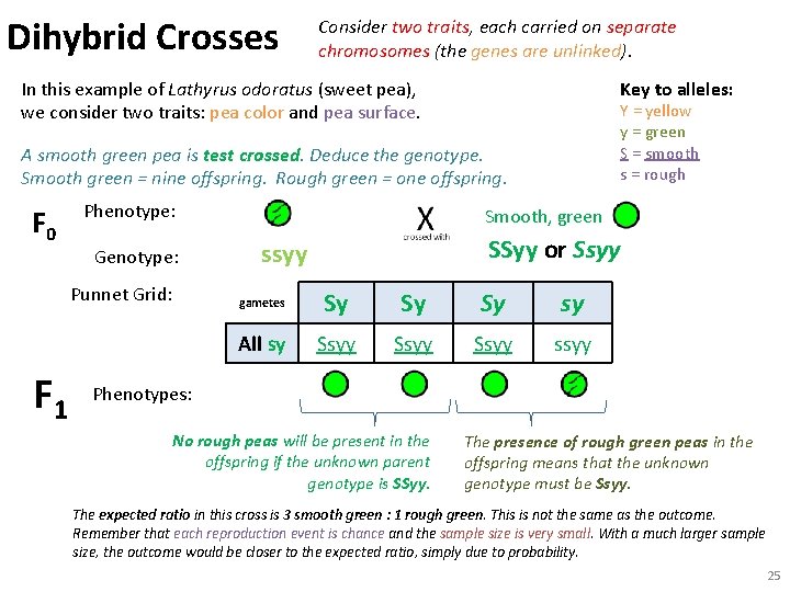 Dihybrid Crosses Consider two traits, each carried on separate chromosomes (the genes are unlinked).