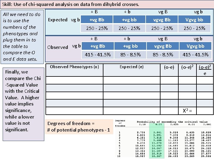 Skill: Use of chi-squared analysis on data from dihybrid crosses. +B +b All we