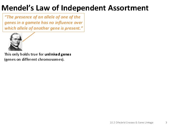 Mendel’s Law of Independent Assortment “The presence of an allele of one of the