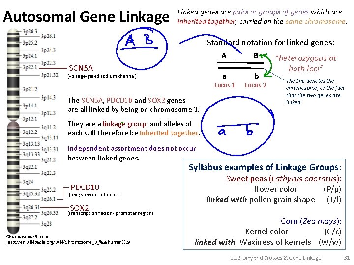 Autosomal Gene Linkage Linked genes are pairs or groups of genes which are inherited