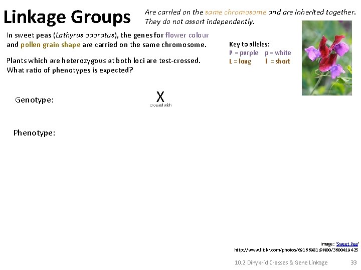 Linkage Groups Are carried on the same chromosome and are inherited together. They do