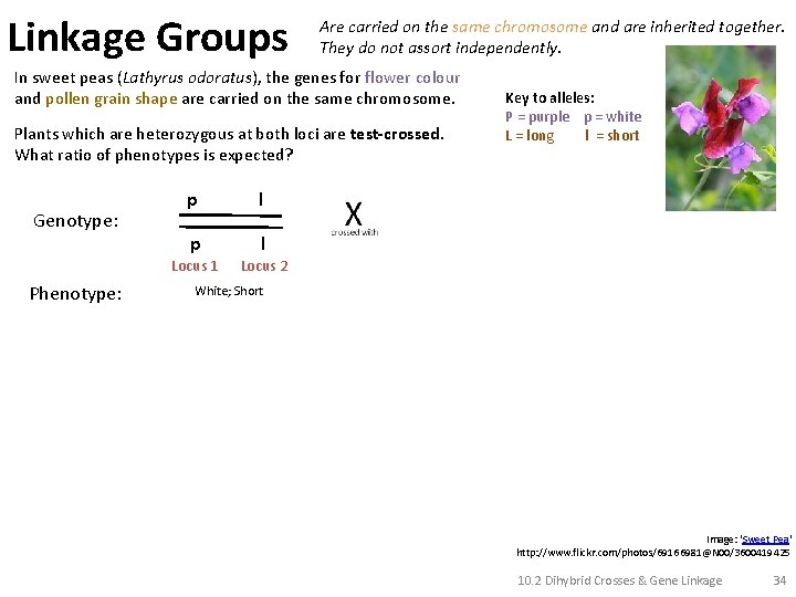 Linkage Groups Are carried on the same chromosome and are inherited together. They do