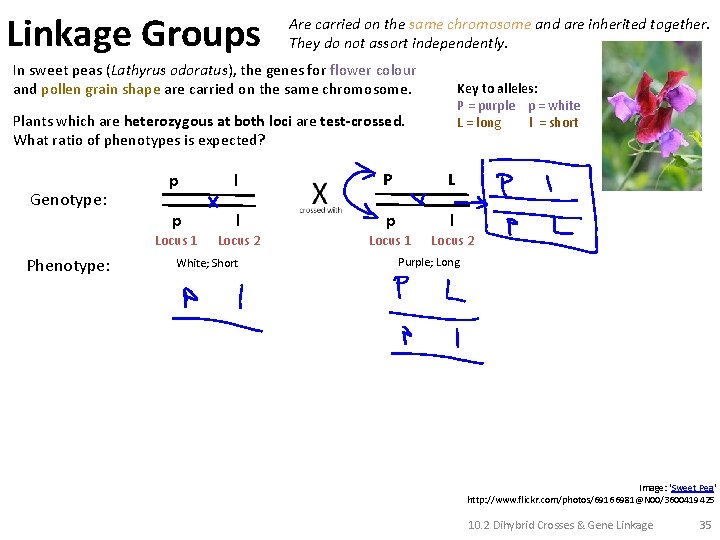 Linkage Groups Are carried on the same chromosome and are inherited together. They do