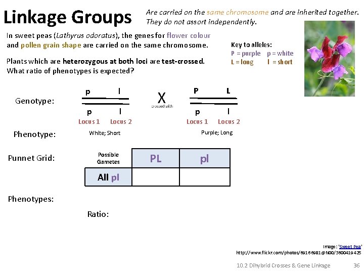 Linkage Groups Are carried on the same chromosome and are inherited together. They do