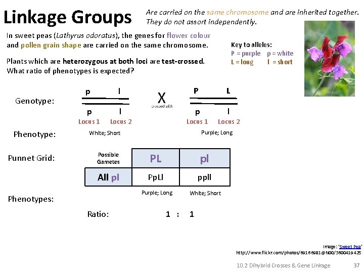Linkage Groups Are carried on the same chromosome and are inherited together. They do