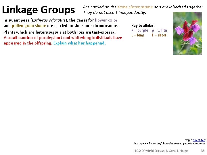 Linkage Groups Are carried on the same chromosome and are inherited together. They do