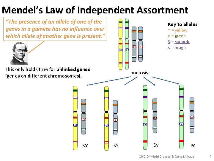 Mendel’s Law of Independent Assortment “The presence of an allele of one of the