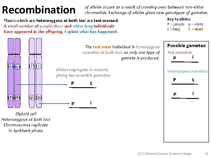 Recombination of alleles occurs as a result of crossing-over between non-sister chromatids. Exchange of