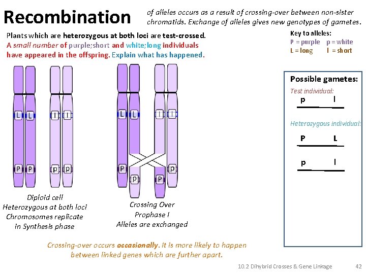 Recombination of alleles occurs as a result of crossing-over between non-sister chromatids. Exchange of