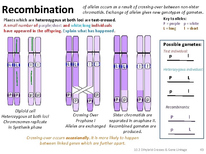 Recombination of alleles occurs as a result of crossing-over between non-sister chromatids. Exchange of