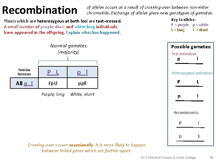 Recombination of alleles occurs as a result of crossing-over between non-sister chromatids. Exchange of