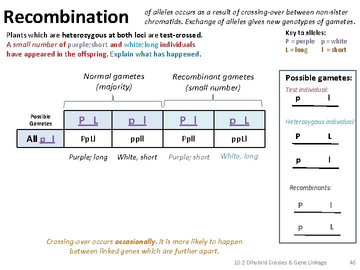 Recombination of alleles occurs as a result of crossing-over between non-sister chromatids. Exchange of