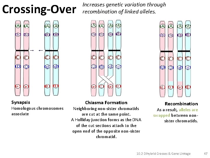 Crossing-Over Synapsis Homologous chromosomes associate Increases genetic variation through recombination of linked alleles. Chiasma