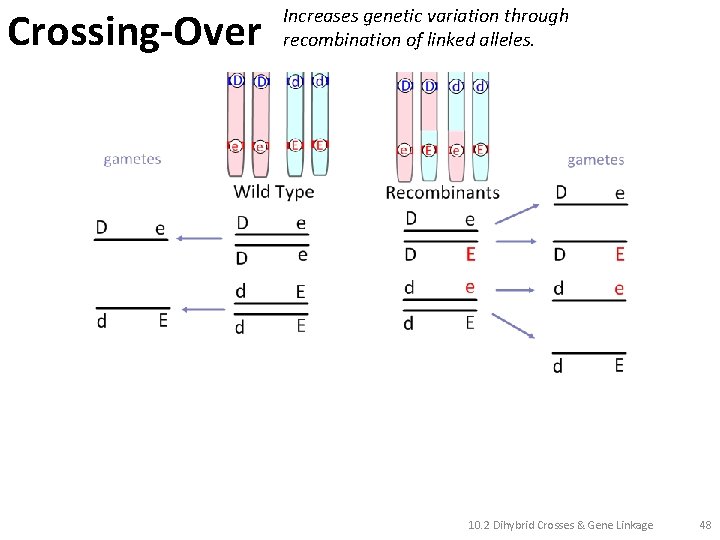 Crossing-Over Increases genetic variation through recombination of linked alleles. 10. 2 Dihybrid Crosses &
