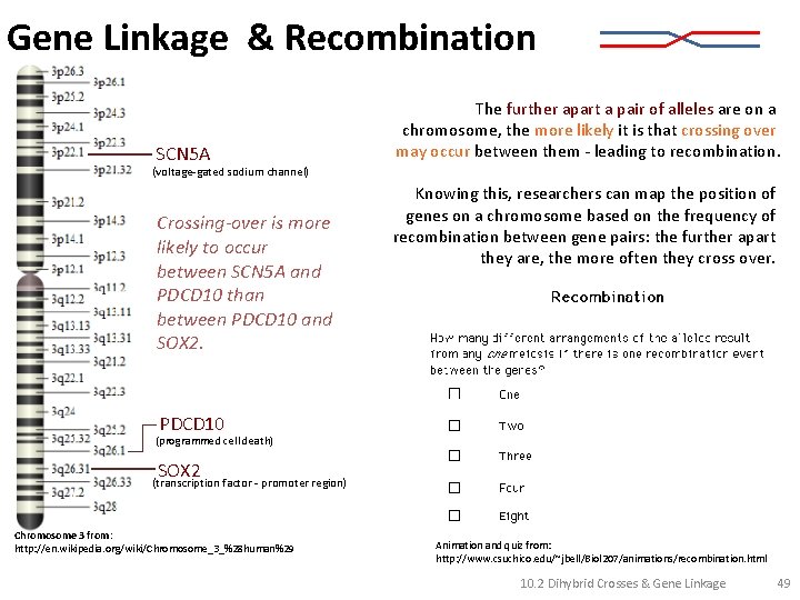 Gene Linkage & Recombination SCN 5 A The further apart a pair of alleles