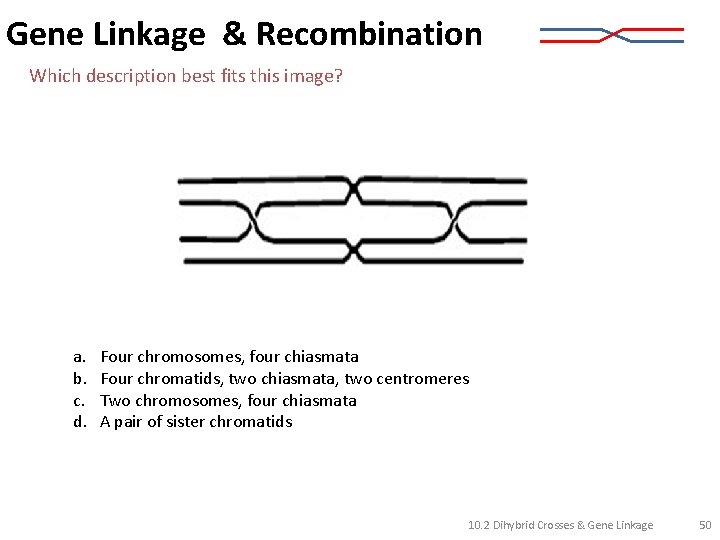 Gene Linkage & Recombination Which description best fits this image? a. b. c. d.