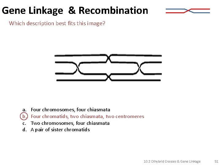 Gene Linkage & Recombination Which description best fits this image? a. b. c. d.