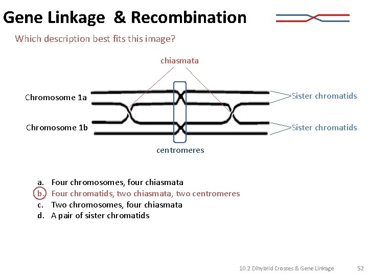 Gene Linkage & Recombination Which description best fits this image? chiasmata Chromosome 1 a