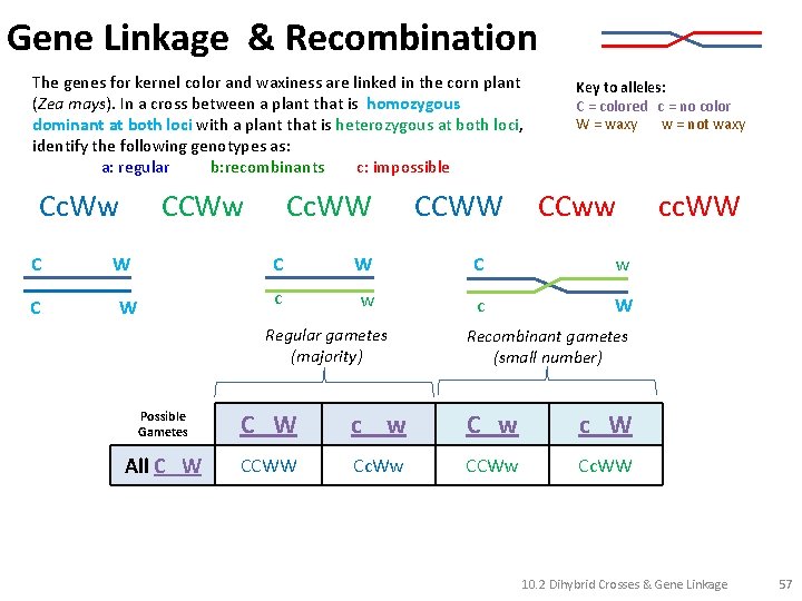 Gene Linkage & Recombination The genes for kernel color and waxiness are linked in