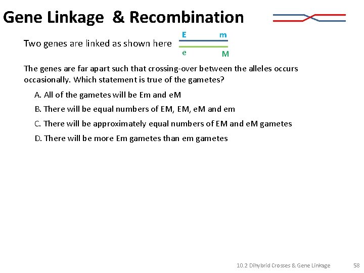 Gene Linkage & Recombination Two genes are linked as shown here E m e