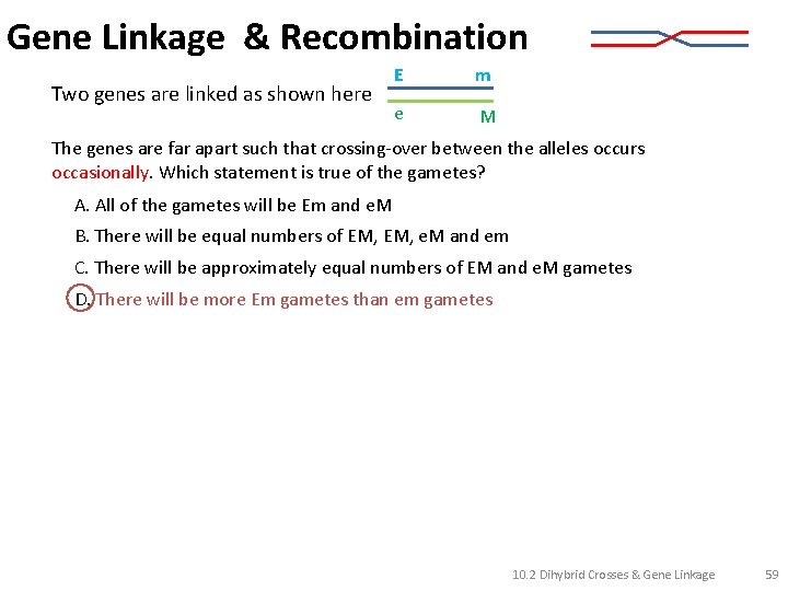 Gene Linkage & Recombination Two genes are linked as shown here E m e