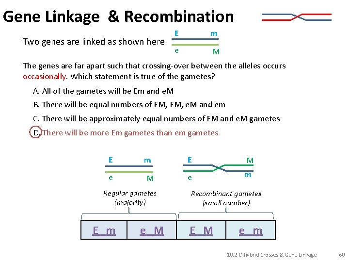 Gene Linkage & Recombination Two genes are linked as shown here E m e