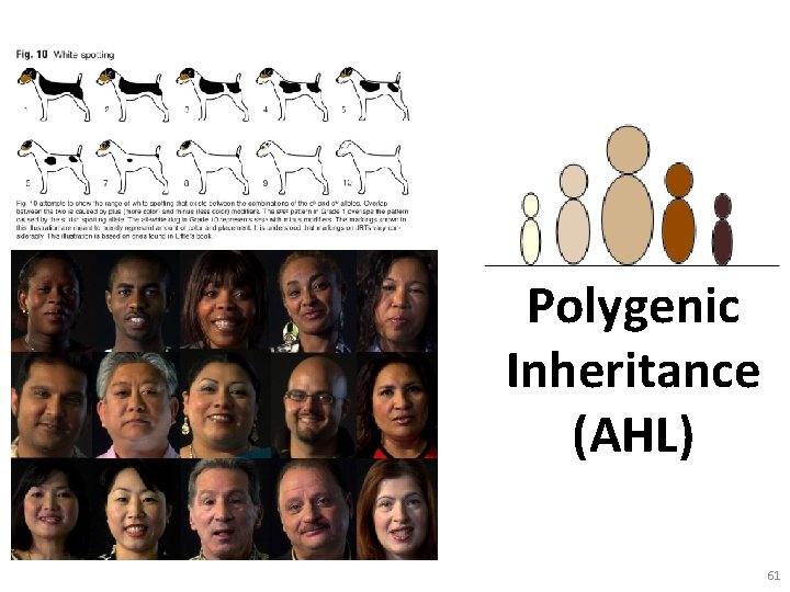 Polygenic Inheritance (AHL) 61 