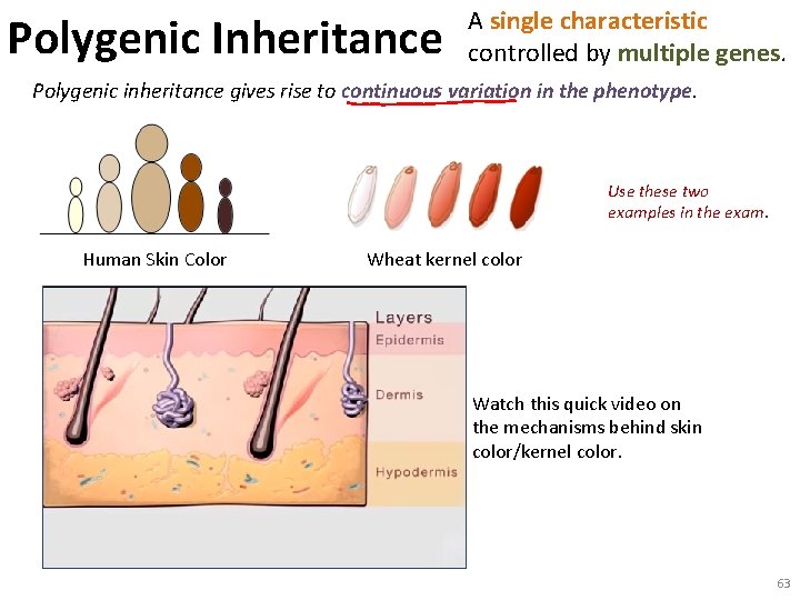 Polygenic Inheritance A single characteristic controlled by multiple genes. Polygenic inheritance gives rise to