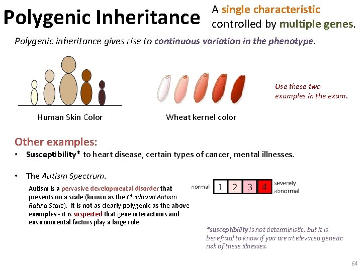 Polygenic Inheritance A single characteristic controlled by multiple genes. Polygenic inheritance gives rise to