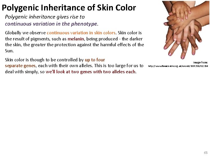 Polygenic Inheritance of Skin Color Polygenic inheritance gives rise to continuous variation in the