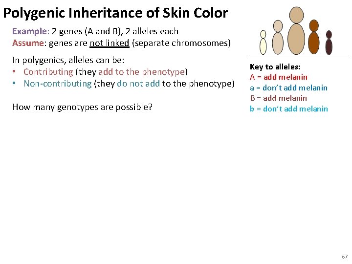 Polygenic Inheritance of Skin Color Example: 2 genes (A and B), 2 alleles each